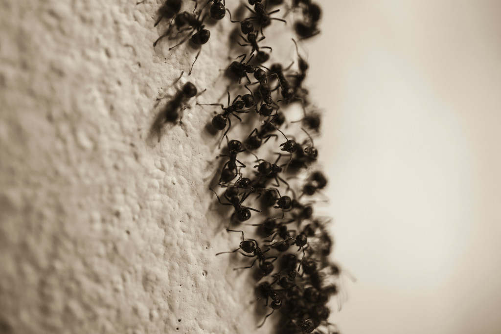 Control de plagas - Hormigas